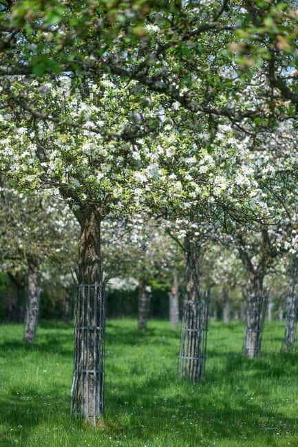 Calvados: the art of making Coquerel Calvados and Normindia Gin - Final Thoughts  