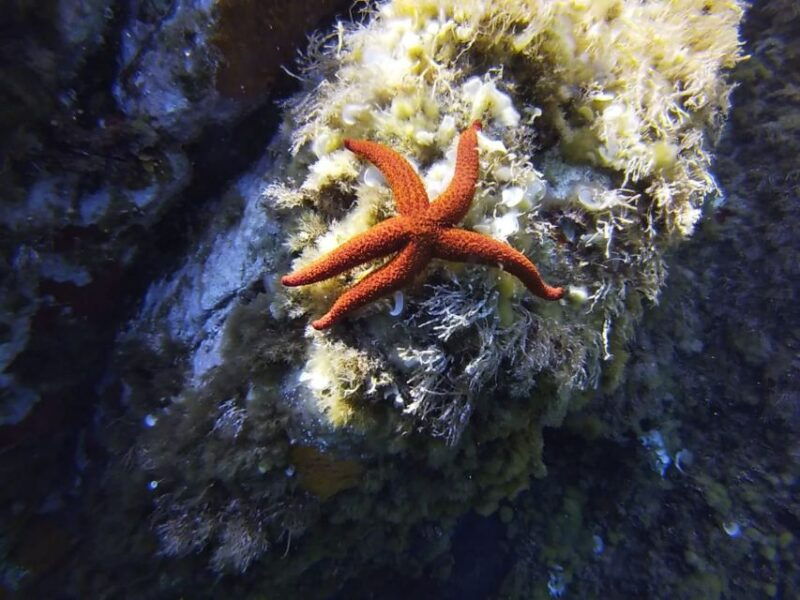 calvi-introduction-to-diving-dive-with-an-instructor