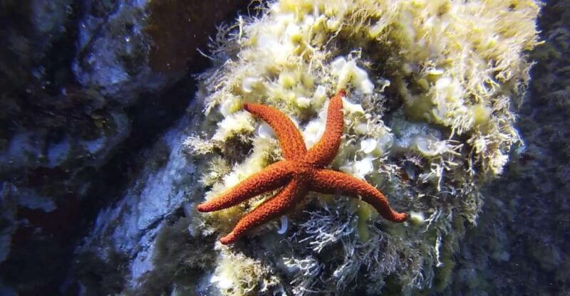 calvi-pointe-de-la-revellata-snorkeling-boat-tour
