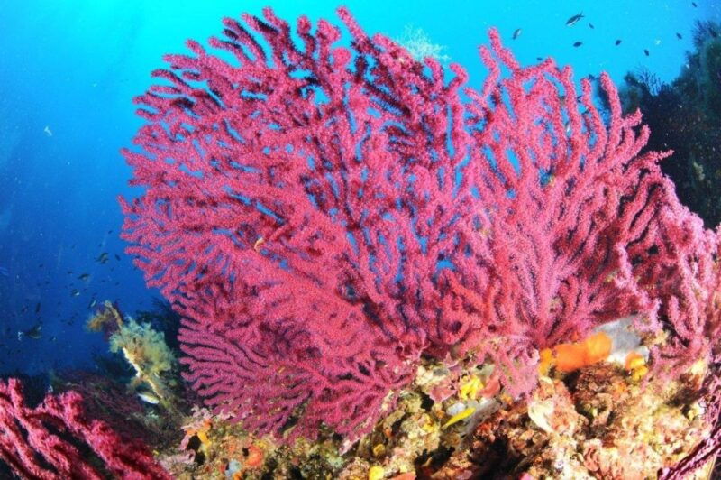 calvi-pointe-de-la-revellata-snorkeling-boat-tour
