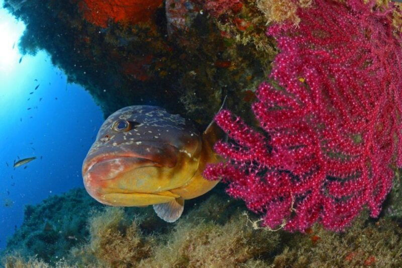 calvi-pointe-de-la-revellata-snorkeling-boat-tour