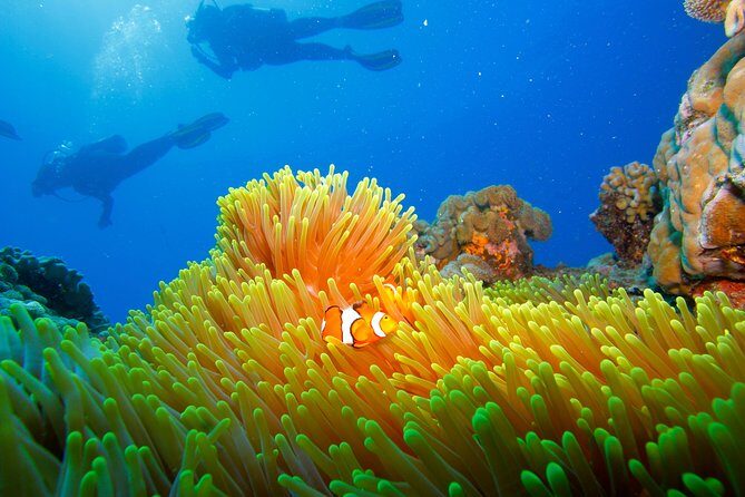 Calypso Outer Great Barrier Reef Cruise from Port Douglas - Who Would Love This Tour?