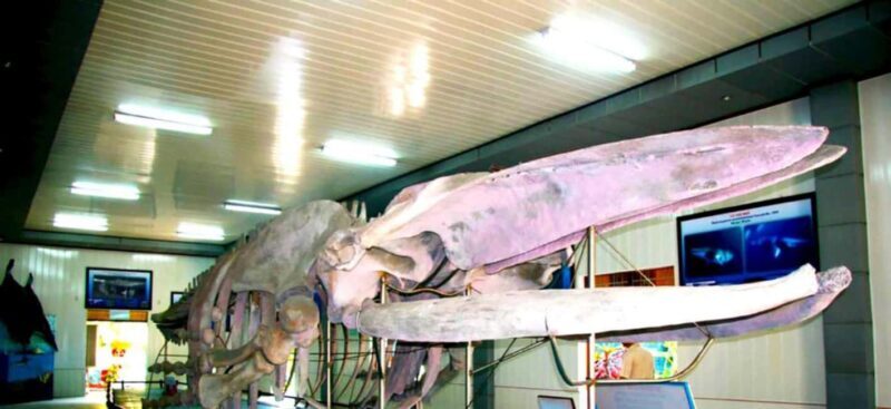 Cam Ranh Port Shore Excursion Nha Trang City Tour - Starting Point and Logistics