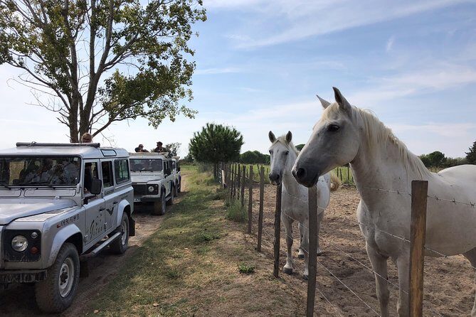 Camargue 4x4 Safari 2 hours Saintes Maries de la Mer - Who Should Book This Tour?