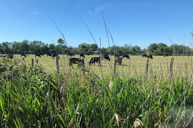 Camargue 4x4 Safari 2 hours Saintes Maries de la Mer - Final Thoughts