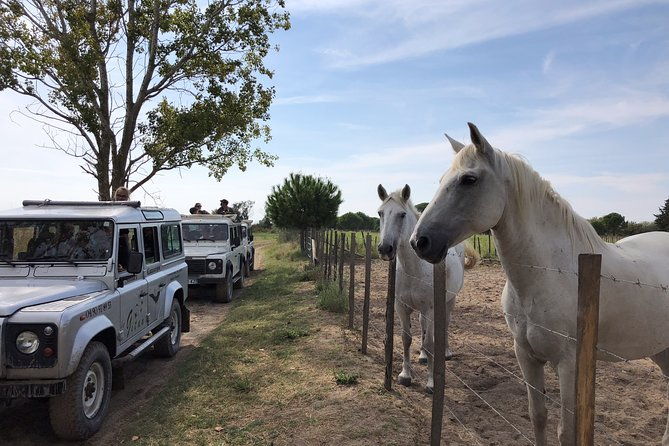 camargue-4x4-safari-2h-picnic-kayak