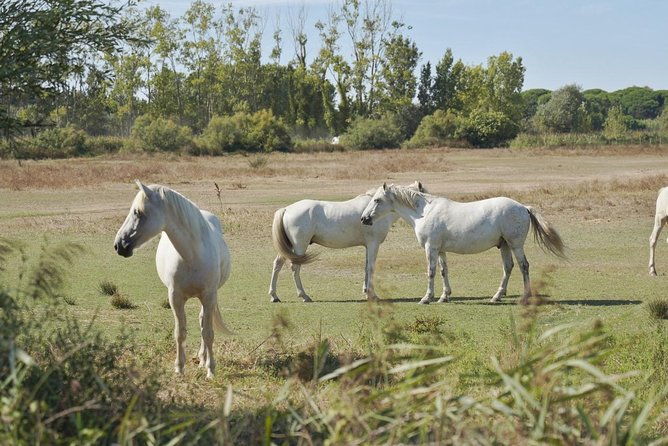 camargue-4x4-safari-day