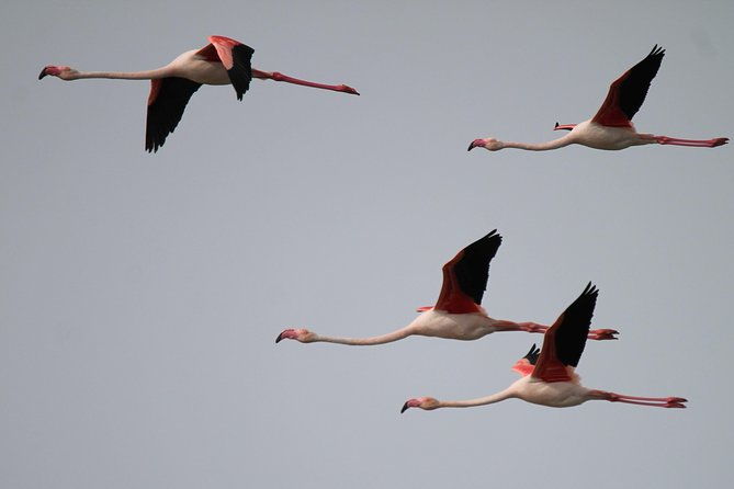 camargue-4x4-safari-day