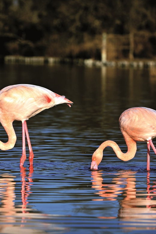 camargue-half-day-4x4-guided-safari-adventure