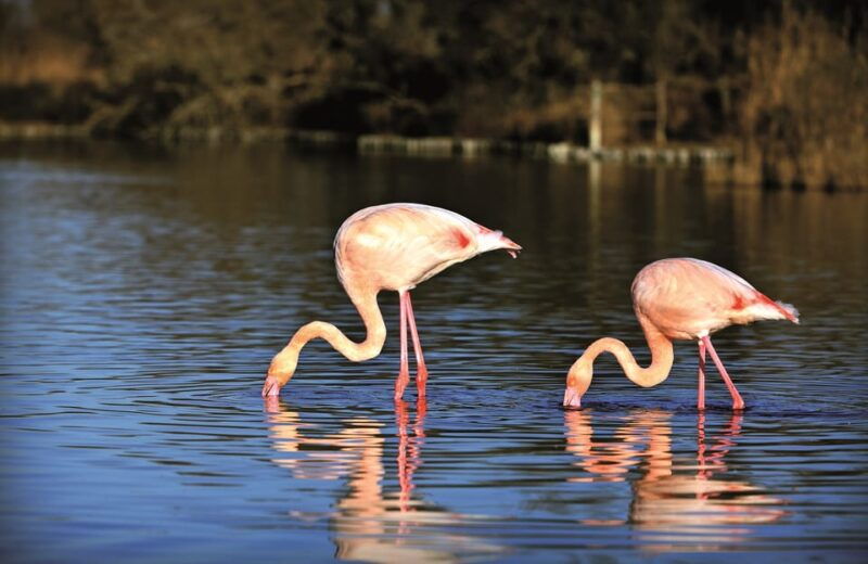 camargue-half-day-4x4-guided-safari-adventure