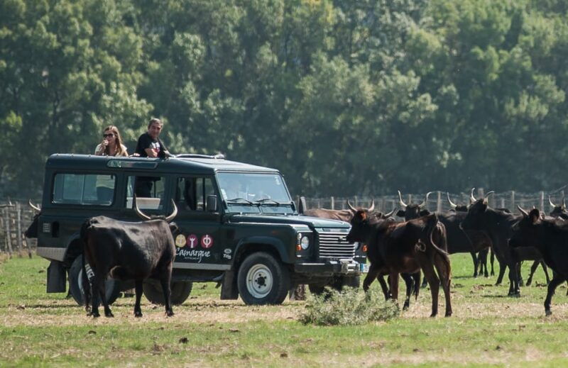 camargue-half-day-4x4-guided-safari-adventure