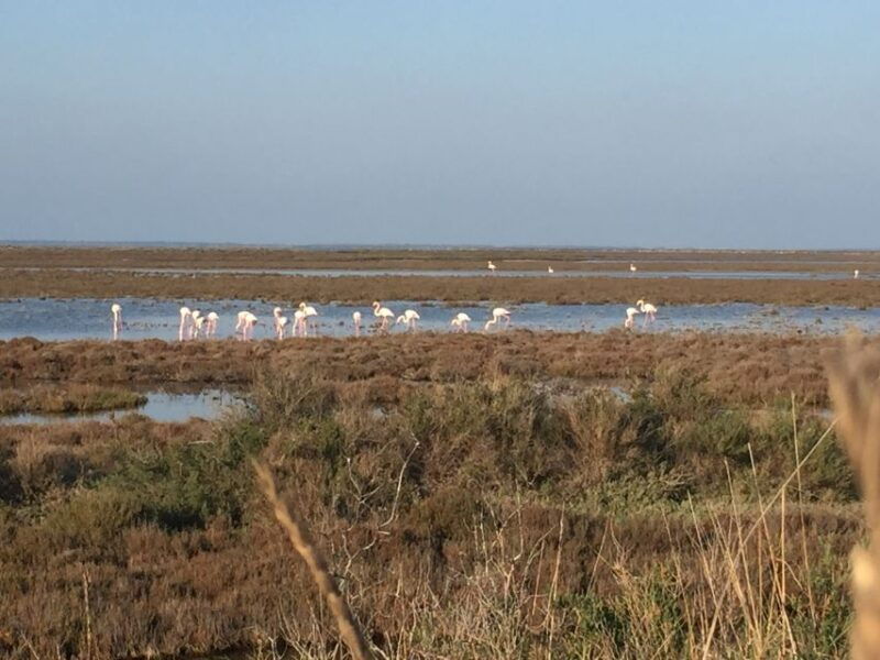 camargue-safari-from-saintes-maries-de-la-mer