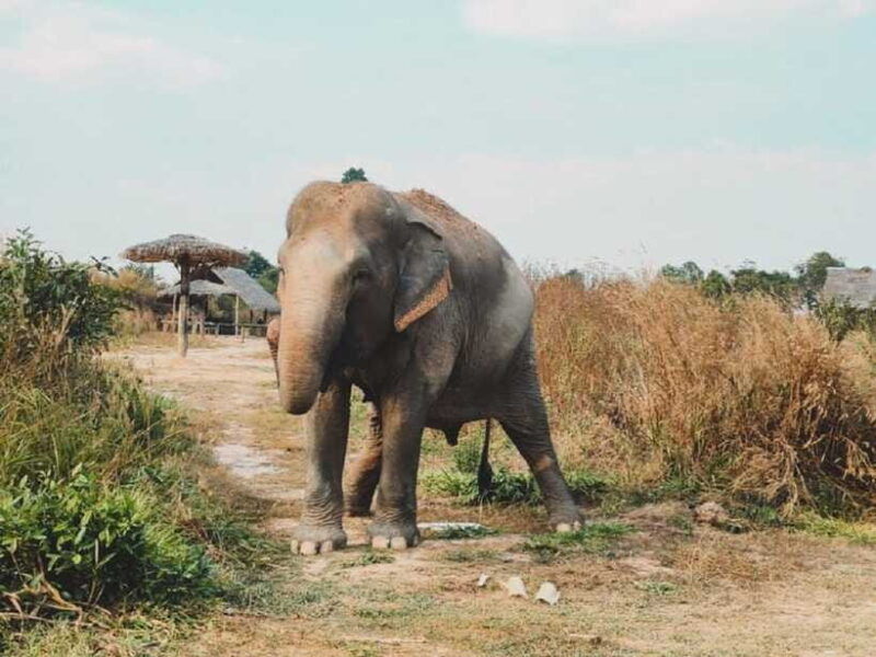 cambodia-elephant-sanctuary-include-hotel-transfer-roundtrip