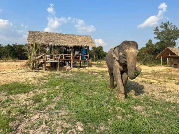 cambodia-elephant-sanctuary-include-hotel-transfer-roundtrip