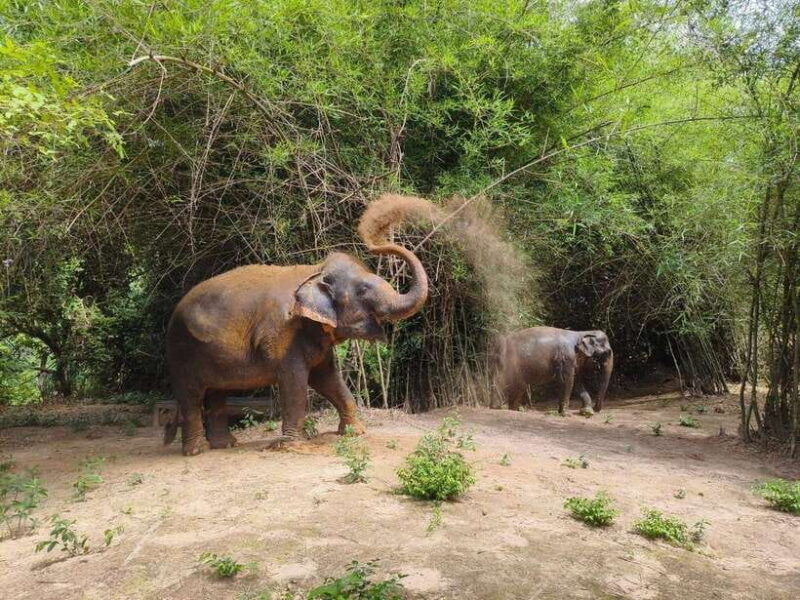 cambodia-elephants-and-phnom-kulen-national-park-day-tour
