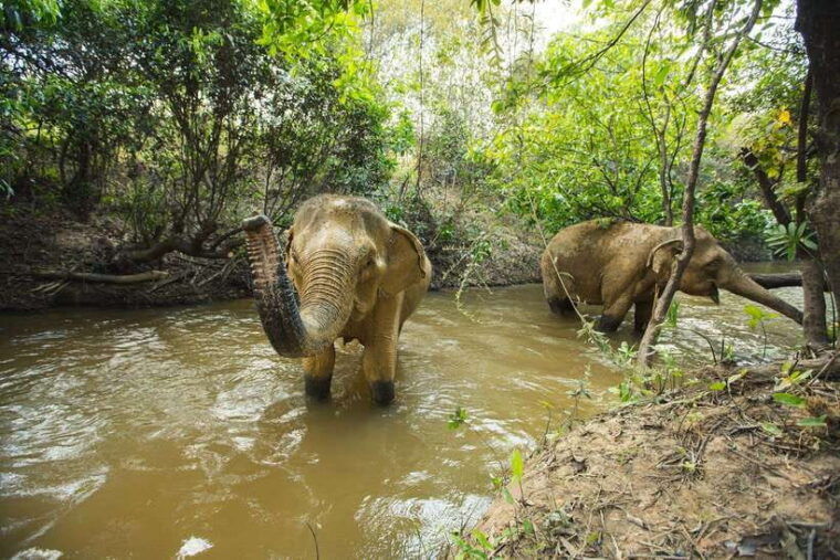 cambodia-elephants-and-phnom-kulen-national-park-day-tour