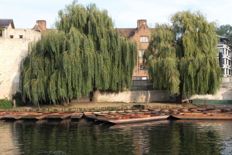 cambridge-punting-tour-on-the-river-cam