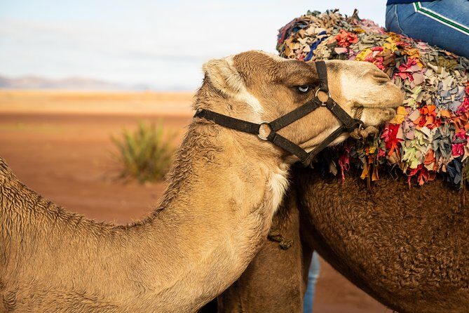 Camel and Quad Biking Tour from Marrakech - FAQs
