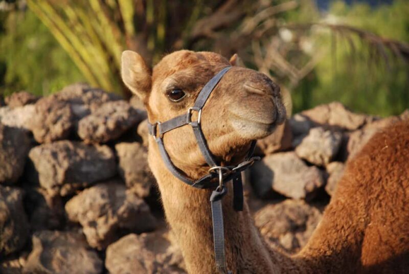 Camel Experience - The Experience: What You Can Expect