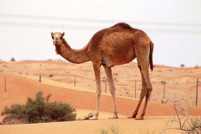 Camel Farm Visit - Dubai UAE - Dubai Camel Farm Visit: An Authentic Glimpse into Desert Life