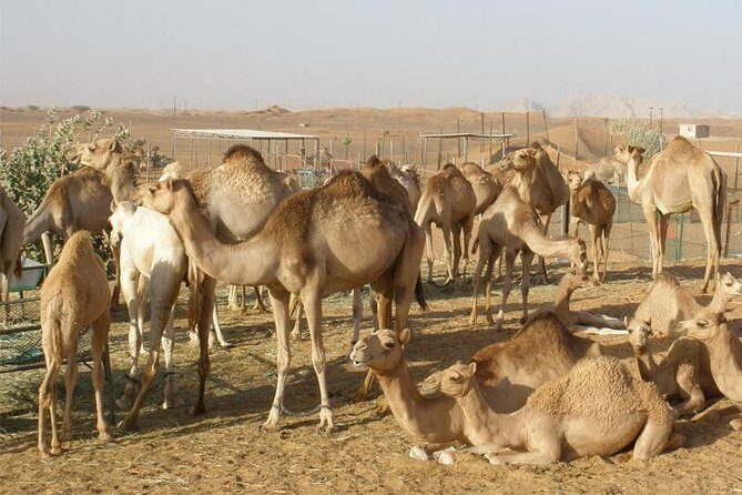 Camel Farm Visit - Dubai UAE - Key Points