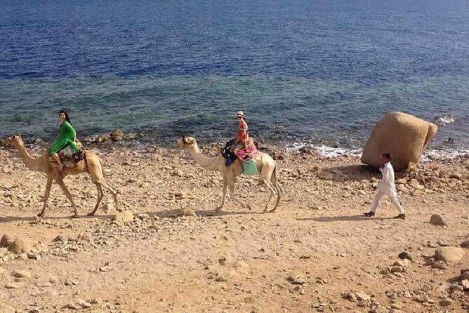 Camel Ridding marsa alam safari from Camel Yard - Key Points
