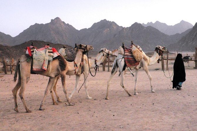 Camel Ridding marsa alam safari from Camel Yard - What to Expect from the Camel Safari Tour
