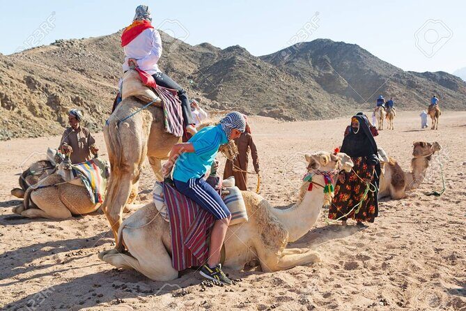 Camel Ridding marsa alam safari from Camel Yard - Transportation and Logistics