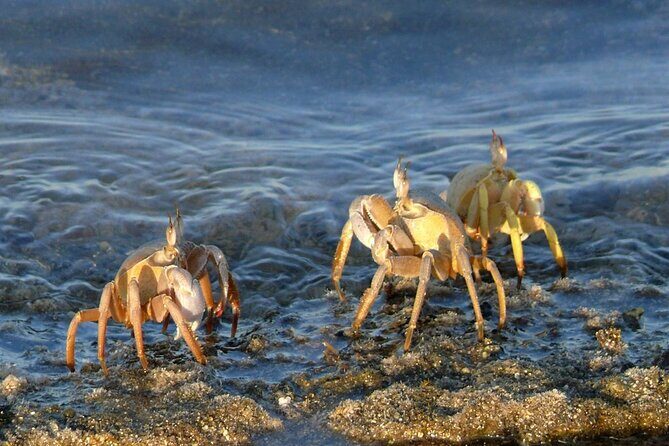 Camel Ridding marsa alam safari from Camel Yard - The Sum Up