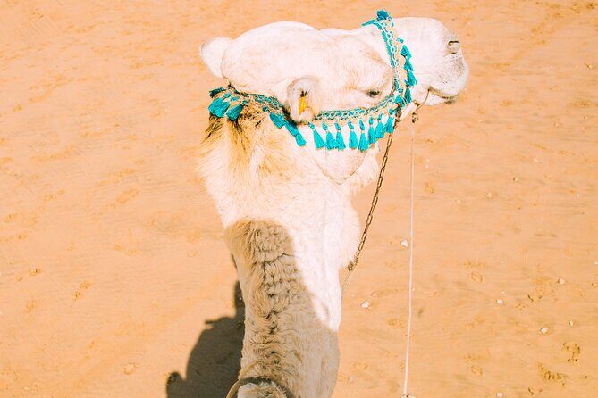Camel Ride and Dinner in the Agafay Desert with Transportation - Returning to Marrakech
