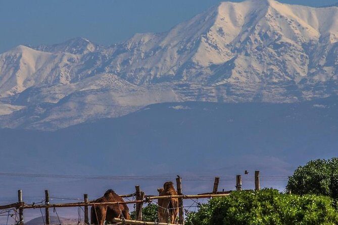 Camel ride and magical dinner in Agafay desert - Practical Details and Comfort