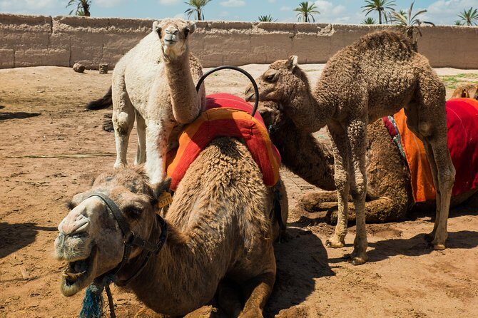 Camel Ride and Quad Biking with fresh mint Tea - Quad Biking Adventure