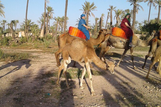 Camel ride at sunset in Marrakech palm grove - Why Travelers Keep Coming Back