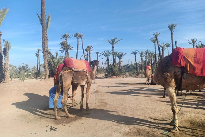 Camel ride at sunset in Marrakech palm grove - FAQs