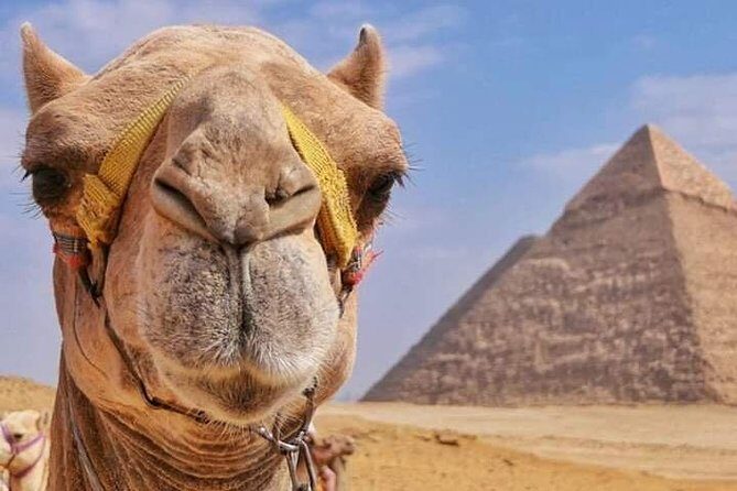 Camel Ride & Barbeque Dinner at the Pyramids - Practical Information and What to Expect