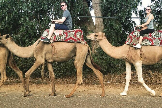Camel ride - Who Will Love This Tour?