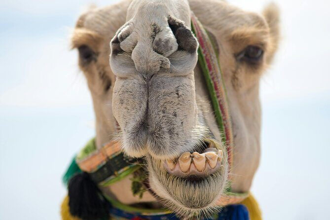 Camel Ride in Agadir with Dinner BBQ - Who Will Love This Tour?