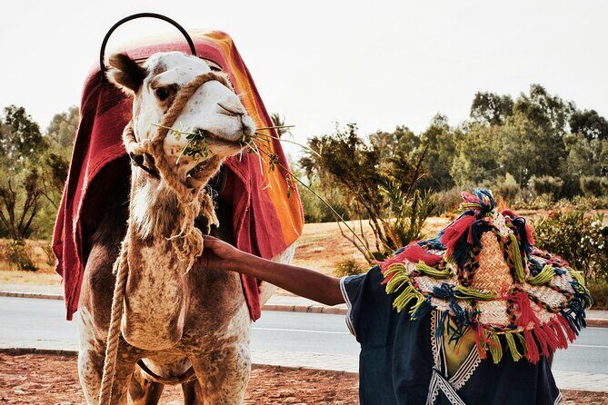 Camel Ride in Agadir with Dinner BBQ - The Sum Up: Is It Worth It?