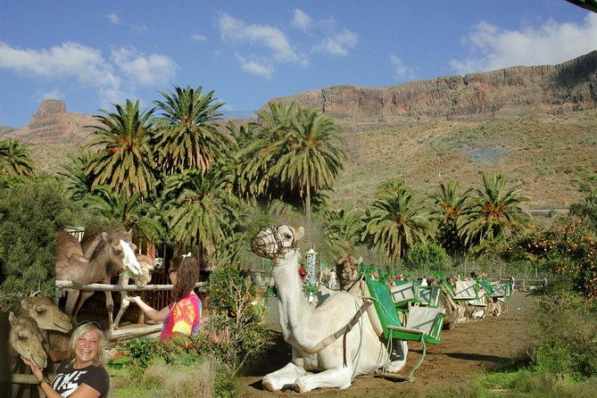 camel-ride-in-fataga-with-tapas-and-drinks-2