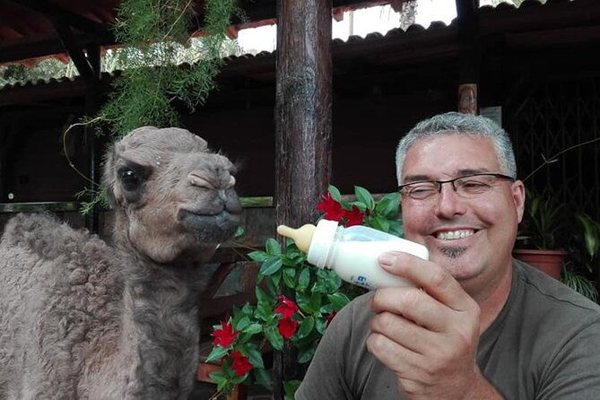 camel-ride-in-fataga-with-tapas-and-drinks-2
