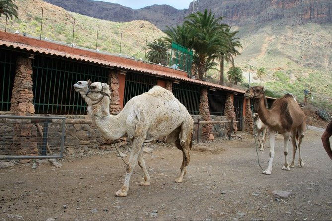 camel-ride-in-fataga-with-tapas-and-drinks-2