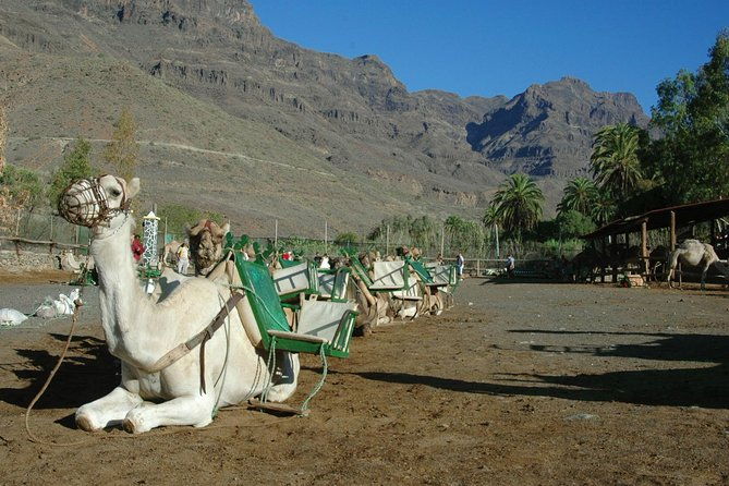 camel-ride-in-fataga-with-tapas-and-drinks-3