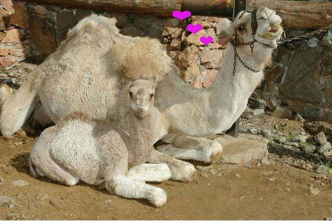 camel-ride-in-fataga-with-tapas-and-drinks-4