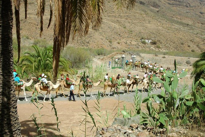 camel-ride-in-fataga-with-tapas-and-drinks