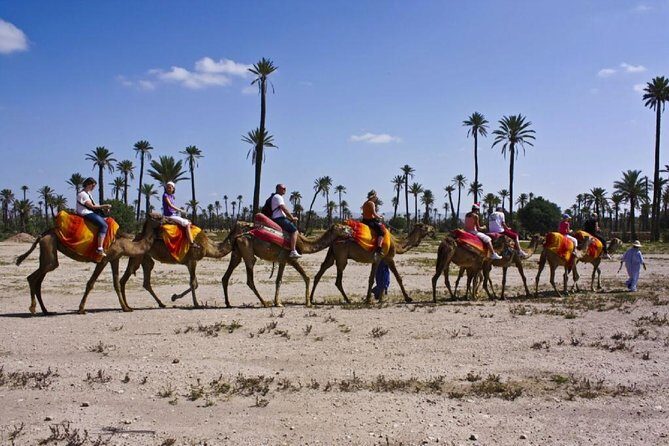 Camel Ride in Marrakech Palm Grove - What to Expect from Your Camel Ride in Marrakech’s Palm Grove