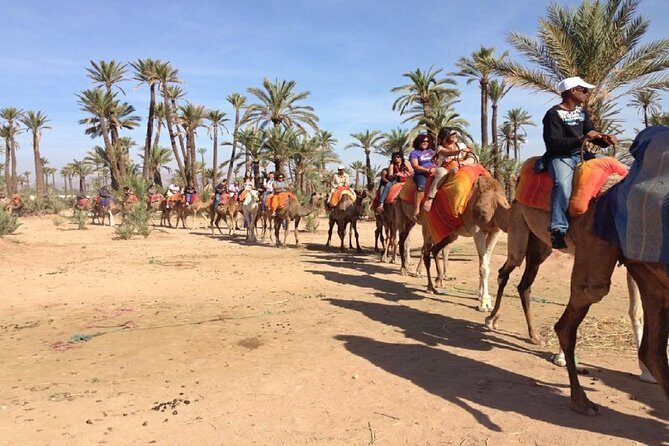 Camel Ride in Marrakech Palm Grove - Who Will Love This Tour?