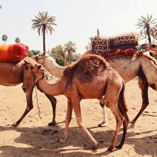 Camel Ride In Palmeraie 1 Hour, With Tea - Authenticity and Cultural Touches