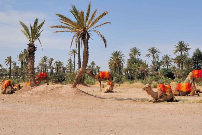 Camel Ride in the Palm Grove of Marrakech - Practical Details and Tips