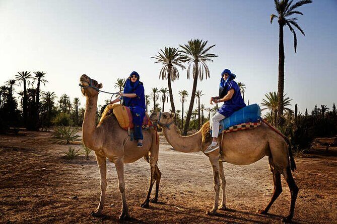 Camel Ride in the Palm Grove of Marrakech - The Transition to Ouzoud Falls