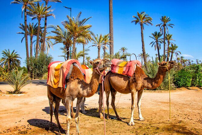 Camel Ride in the Palm Grove of Marrakech - FAQ